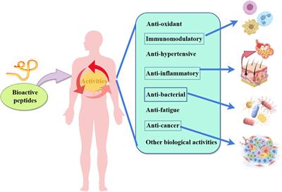 Research progress on fermentation-produced plant-derived bioactive peptides